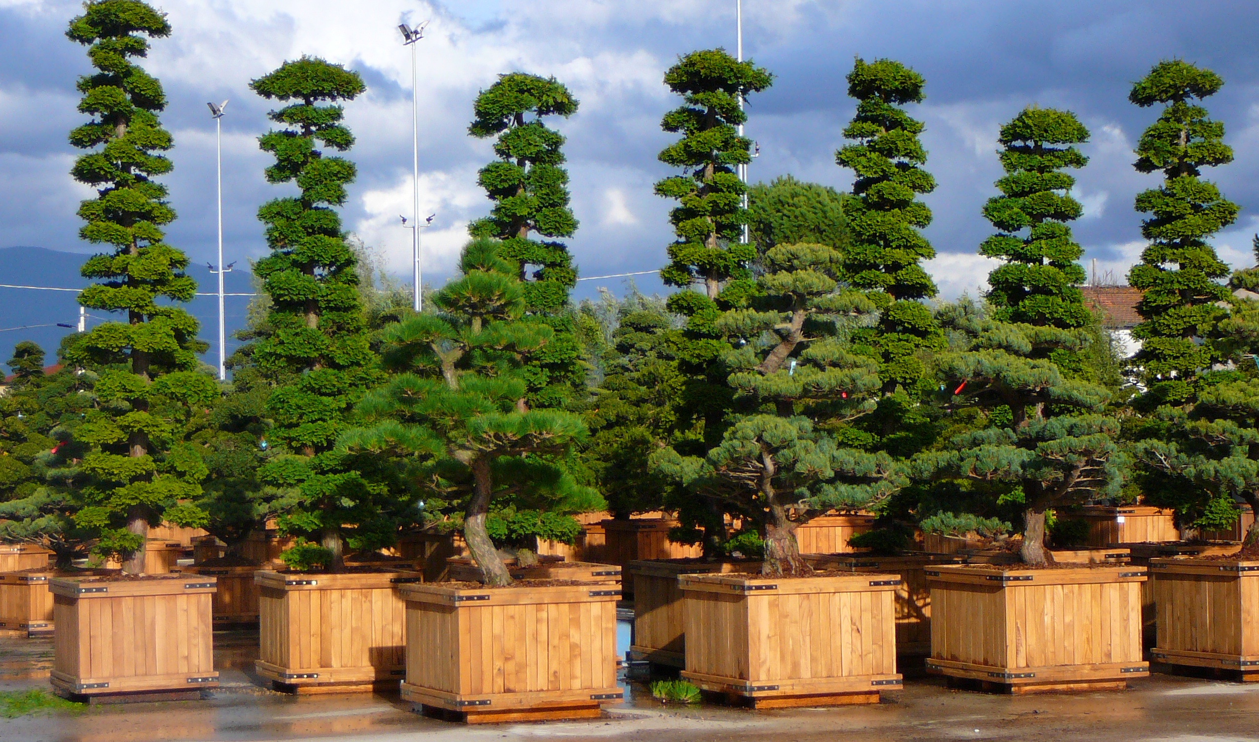 Oak Planters | Specimen Plant
